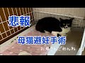 [野良猫親子] 子猫保護10 母猫避妊手術