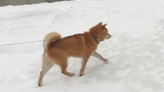 雪で豪快に滑るも何事も無かったかのように去る柴犬 　Shibe slipped in the snow, but he left as if nothing had happened.