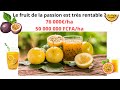 La culture du fruit de la passion de a  z  cette culture gnre plus de 76 000ha  agribusiness