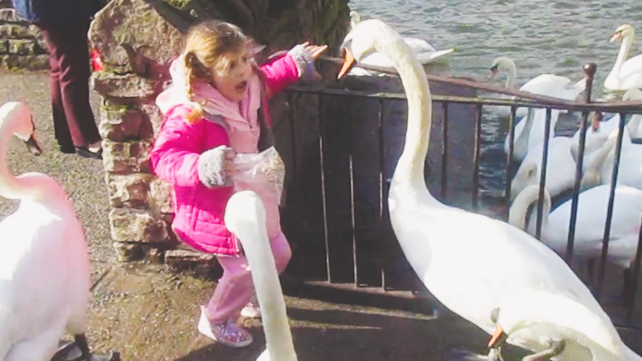 Guy Rescues An Egg And Becomes A Swan Dad For Life | The Dodo