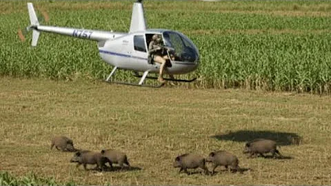 Wild Boar Hunting - Insane Moments Hunter Takes Down Wild Predator in Cornfield by Helicopter