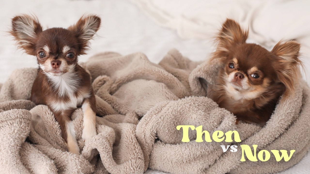 Evolution of Two Chaotic Chihuahuas (Then VS Now)