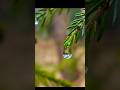 A single drop breaks the stillness of the forest. Nature ASMR 🌿💧 #naturesounds