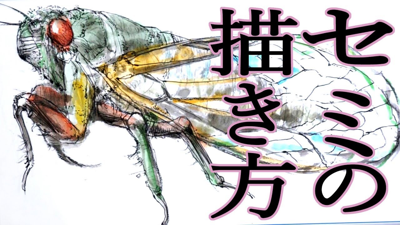 デッサン描き方 手描き実速 詳しい口頭解説 セミ 半透明の羽がポイント How To Draw Cicada Youtube