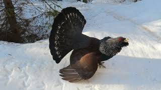 Divji Petelin Pod Čistim Vrhom