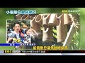 上海小貓熊首亮相！ 蔣萬安親曝名字：甜甜、樂樂@newsebc
