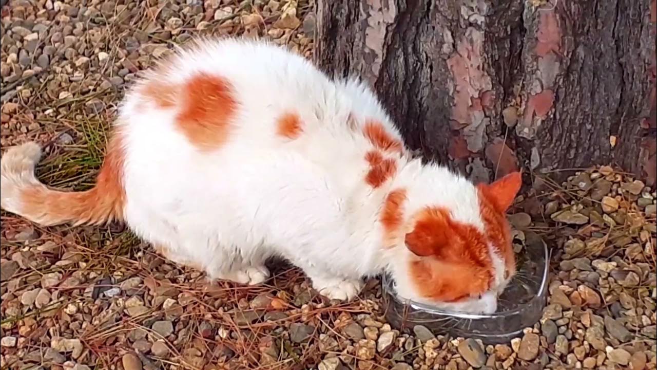 Вероятность рождения рыжей кошки. Черно рыже белая кошка ест свой хвост. Котёнок ЧЕРНОРЫЖ. Кошка рыжеет. Кошка рыжая гермафродит.