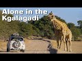 Alone in the Kgalagadi Transfrontier Park - Only 9 vehicles in the Park - Kgalagadi Photography Ep 8