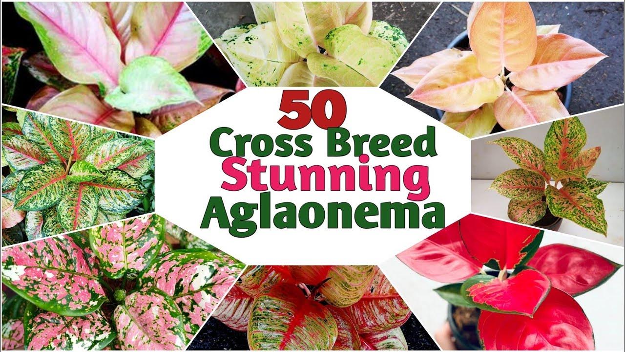 50 Crossbreed Chinese Evergreen Plants Aglaonema Plants Varieties