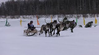 Специальный репортаж - День оленевода 2024 в селе Толька