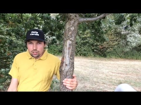 How to move around a tree 69 times to impress the girls