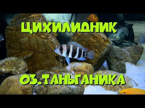 Цихлидник оз. Таньганьика