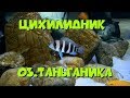 Цихлидник оз. Таньганьика