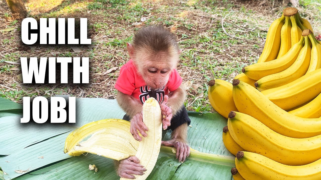 A Peaceful Afternoon At The Farm | Dad HUNG And Monkey JOBI Rest And Eat Fruit