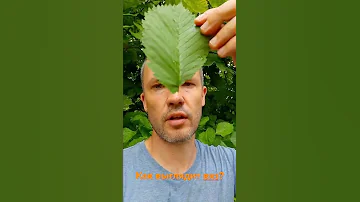 Как выглядит вяз?