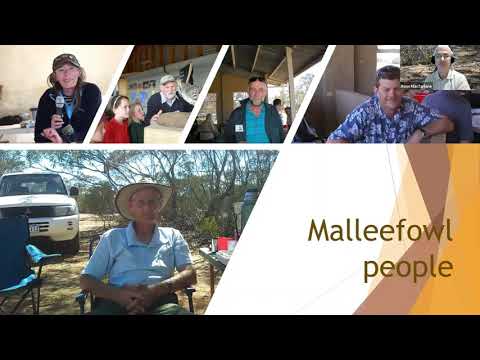 Malleefowl and the Human Factor – Ross Macfarlane