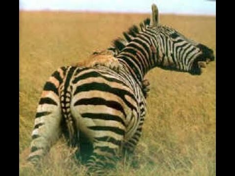 like a prayer zebra escaped from the claws / cebra escapó de las garras de un depredador