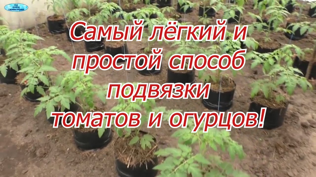 Подвязывание помидоров- способ, которым мы пользуемся!