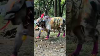 most beautiful funny cow dance 🐮#trending #ai #aivideo #shorts #viral #viralvideo #viralshorts