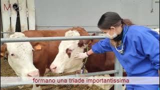 Medicina Veterinaria