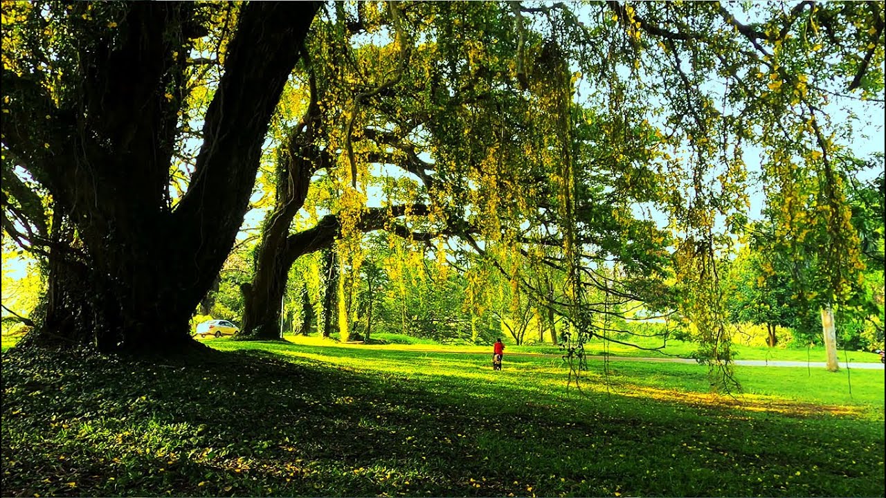 Walking around University of Peradeniya in the blooming season (2021)