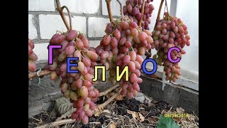 Виноград Беларуси, Лидчина . Сорт винограда -Гелиос.( Аркадия розовая.) Виноград Беларуси, Лидчина . Сорт винограда -Гелиос.( Аркадия розовая.)