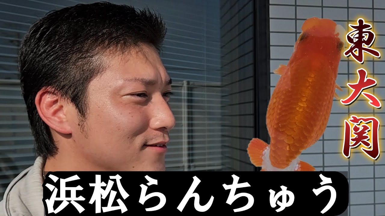 浜松らんちゅう】東大関に輝いた浜松らんちゅうに迫る！とんでもない 