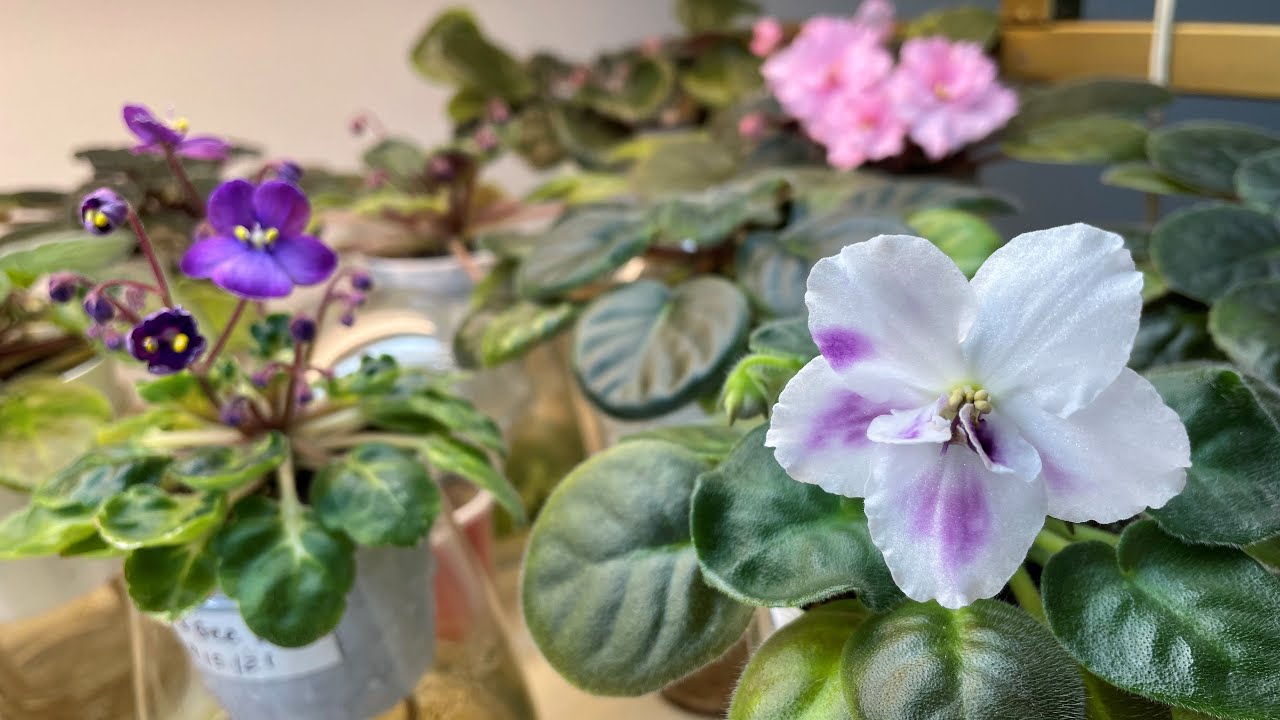 Gray Turtle Violets in October 2021 - First Blooms - YouTube