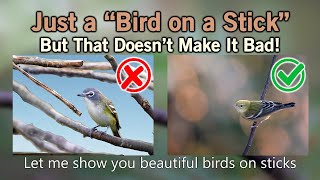 Bird Photography and "Bird on a Stick"