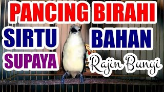 Pancing Birahi Cipoh / Sirtu Bahan Supaya Cepat Rajin Bunyi