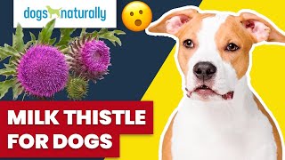 Milk Thistle For Dogs