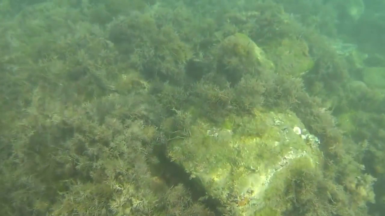 Сероводород на дне черного моря Сероводород на дне черного моря