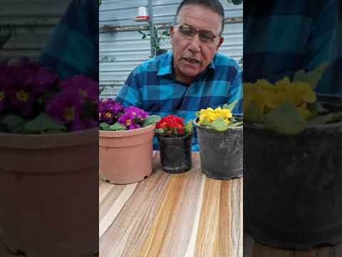 فيديو: كيف نزرع زهرة الربيع