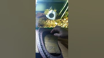 The Wheels On The Bus - Traditional | Lyre Harp Cover | Full