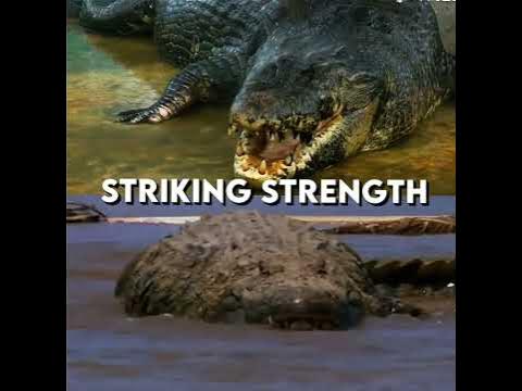 Lolong vs Gustave #crocodile #gustave #lolong - YouTube
