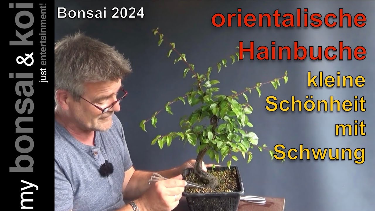 Bonsai 2024-23 - orientalische Hainbuche - die kleine geschwungene Schnheit