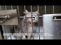 Лечим котенка после панлейкопении homeless kitten is sick |  shelter for animals need help