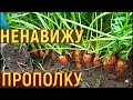 Выращивание УРОЖАЙНОЙ моркови МОЙ СПОСОБ от семян до урожая