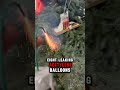 THE TWELVE DAYS OF CHRISTMAS M 800 OR 10 M 80S BOOM EDITION Explosion FIREWORK Christmasdecor
