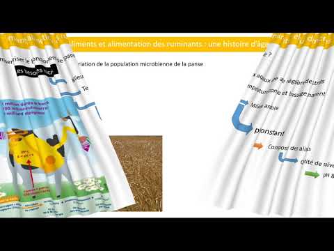 Vidéo: Comparaisons Quantitatives De Certaines Populations Microbiennes Cultivées Et Non Cultivées Dans Le Rumen De Bovins Nourris Avec Différents Régimes