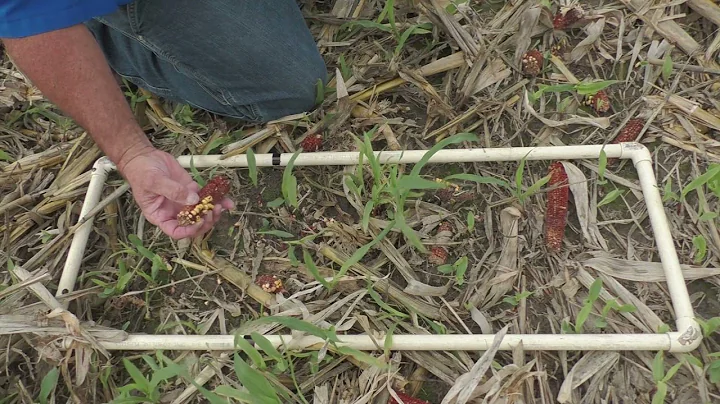 Reducing Harvest Loss in Down Corn