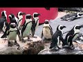 They are the only penguin species breeding in Africa.