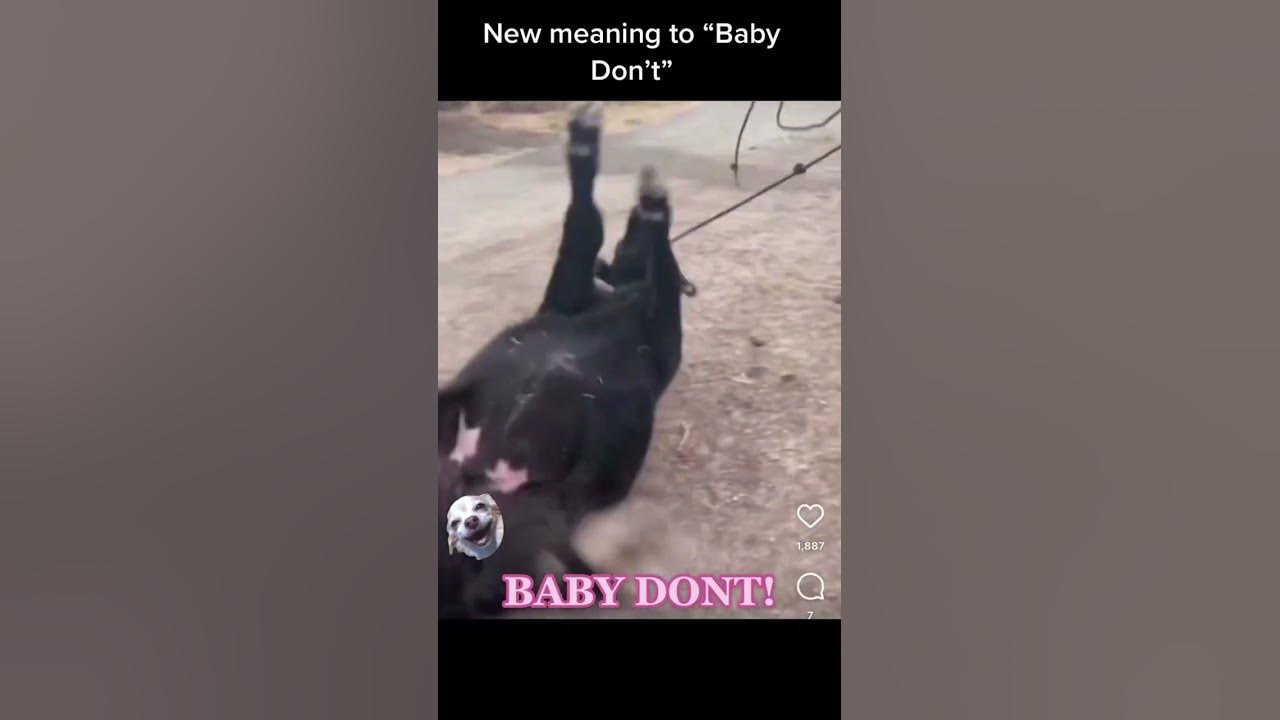 “Baby Don’t” 🤣 video 🤠 #babydont #cowgirl #ranchgirls #ranchy #punchy #countrymusic #badcows #cow