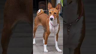 Basenji | The Barkless Dog