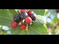 Rhamnus Alaternus Mediterranean Buckthorn Greece By Theo Rhamnus Alaternus Mediterranean Buckthorn Greece By Theo