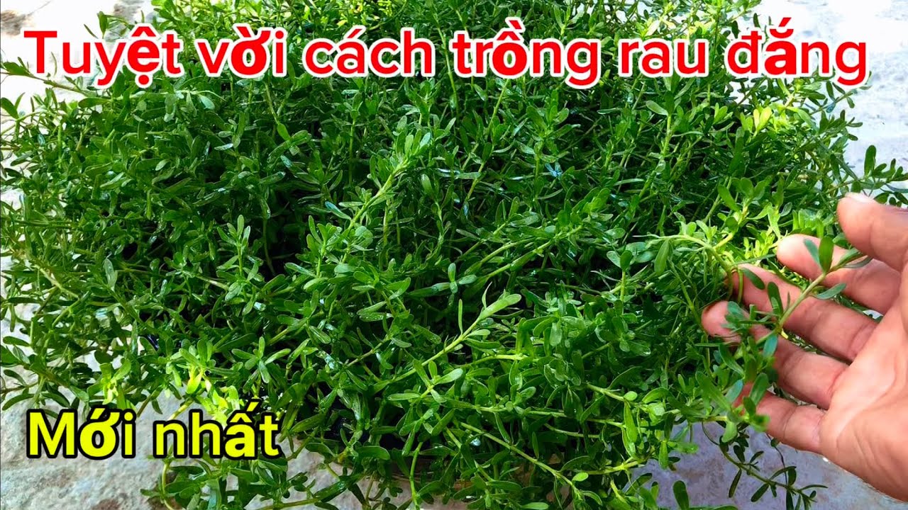 Với cách này trồng rau đắng mọc như cỏ ăn quanh năm - YouTube