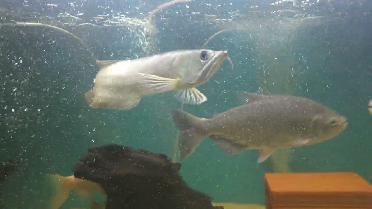 Aquário de jumbos fauna renovada.