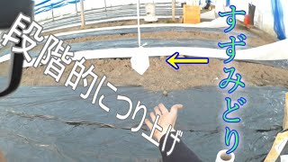 20200209 すずみどりを生育に合わせて施用したい!!／きゅうり農家／きゅうり栽培／愉快なshata農園