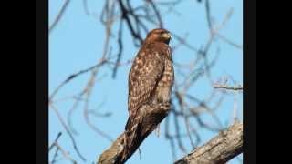 Birds of the Merced National Wildlife Refuge