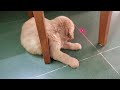 Golden retriever puppy playing with laser pointer for the first time